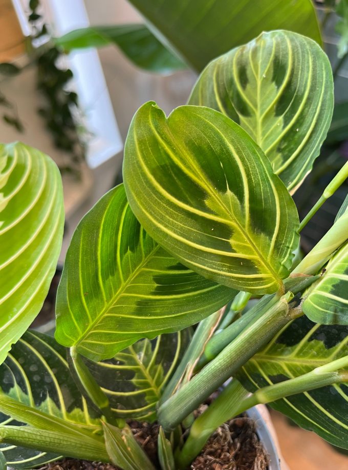 Maranta Lemon Lime