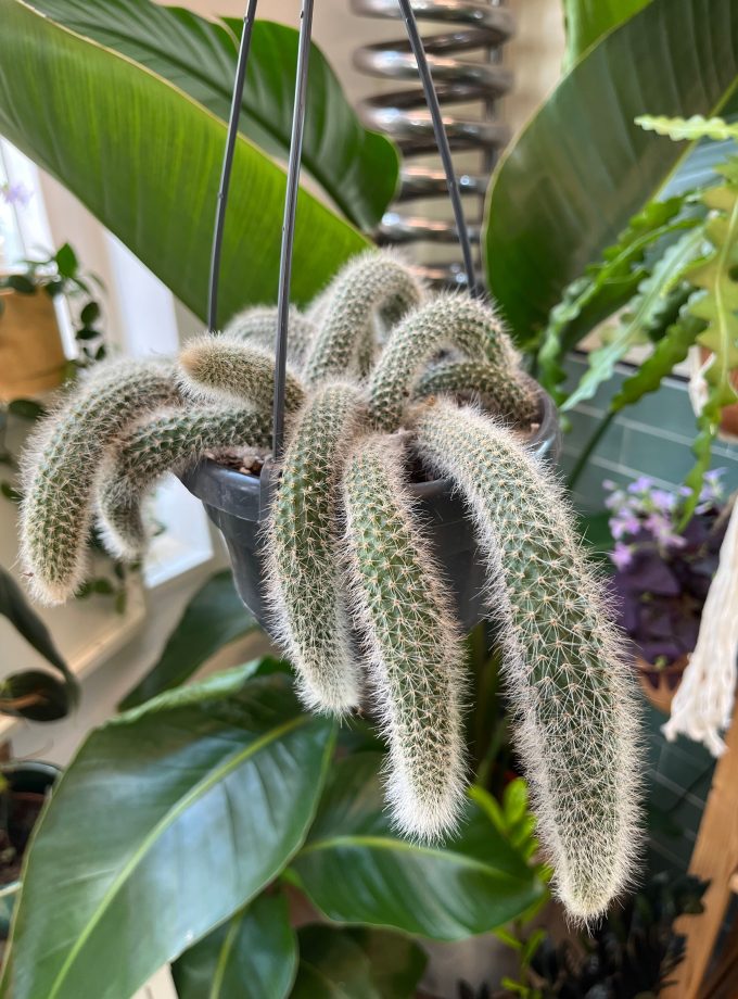 Hildewintera colademononis