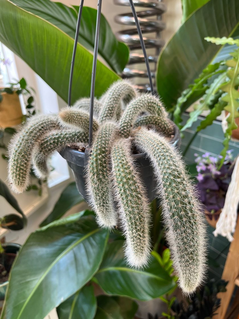 Hildewintera colademononis