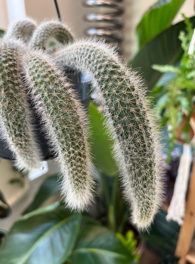 Hildewintera colademononis