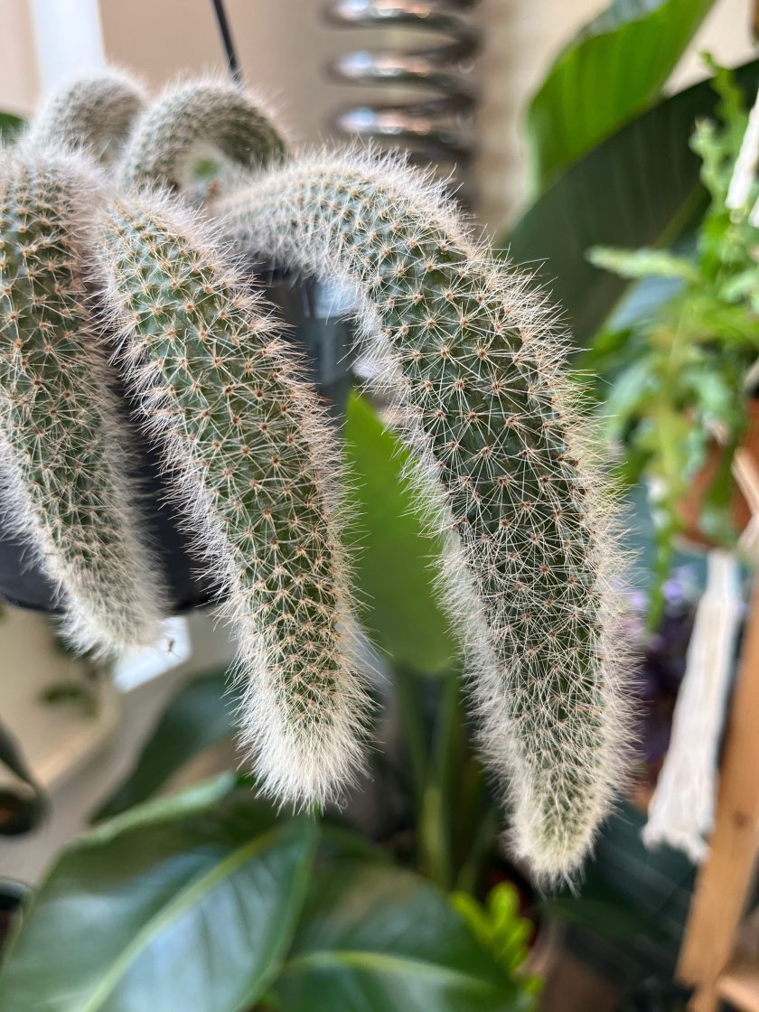 Hildewintera colademononis