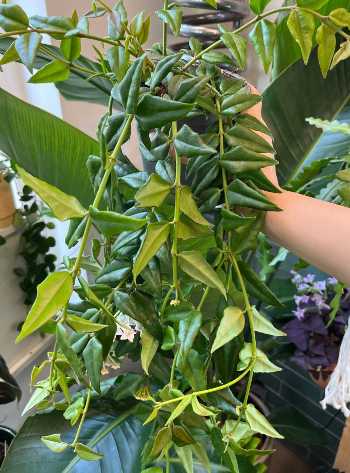 Hoya Bella