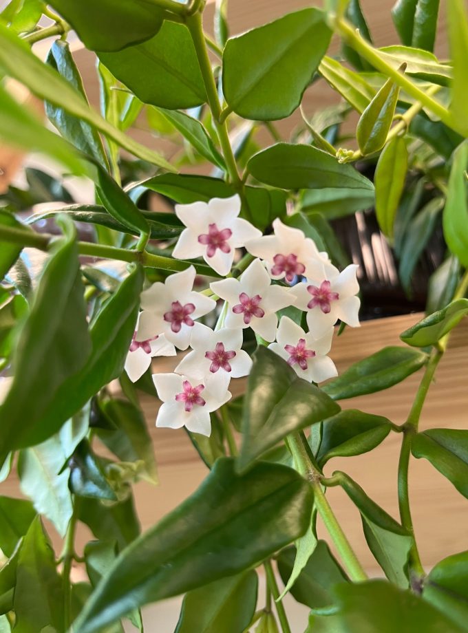 Hoya Bella