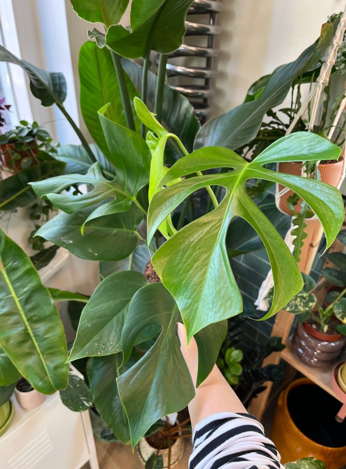 Monstera Sierrana Hawaii Form