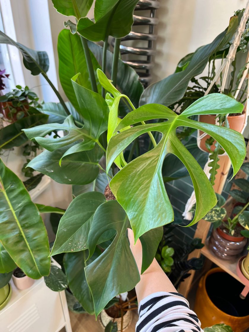 Monstera Sierrana Hawaii Form