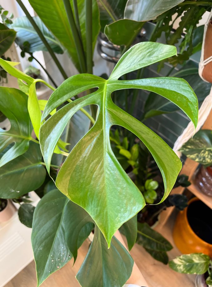 Monstera Sierrana Hawaii Form