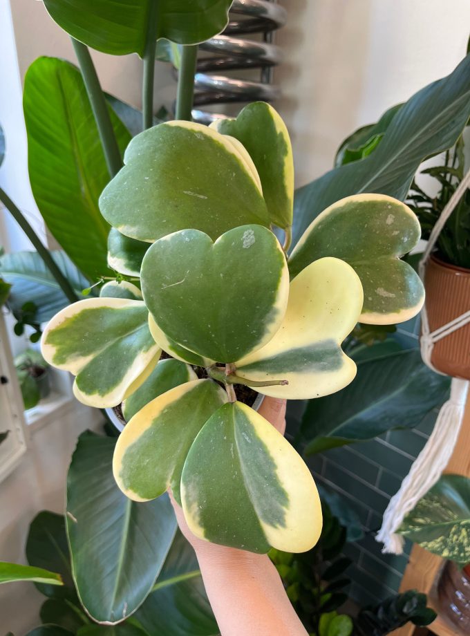 Hoya Kerrii Variegata