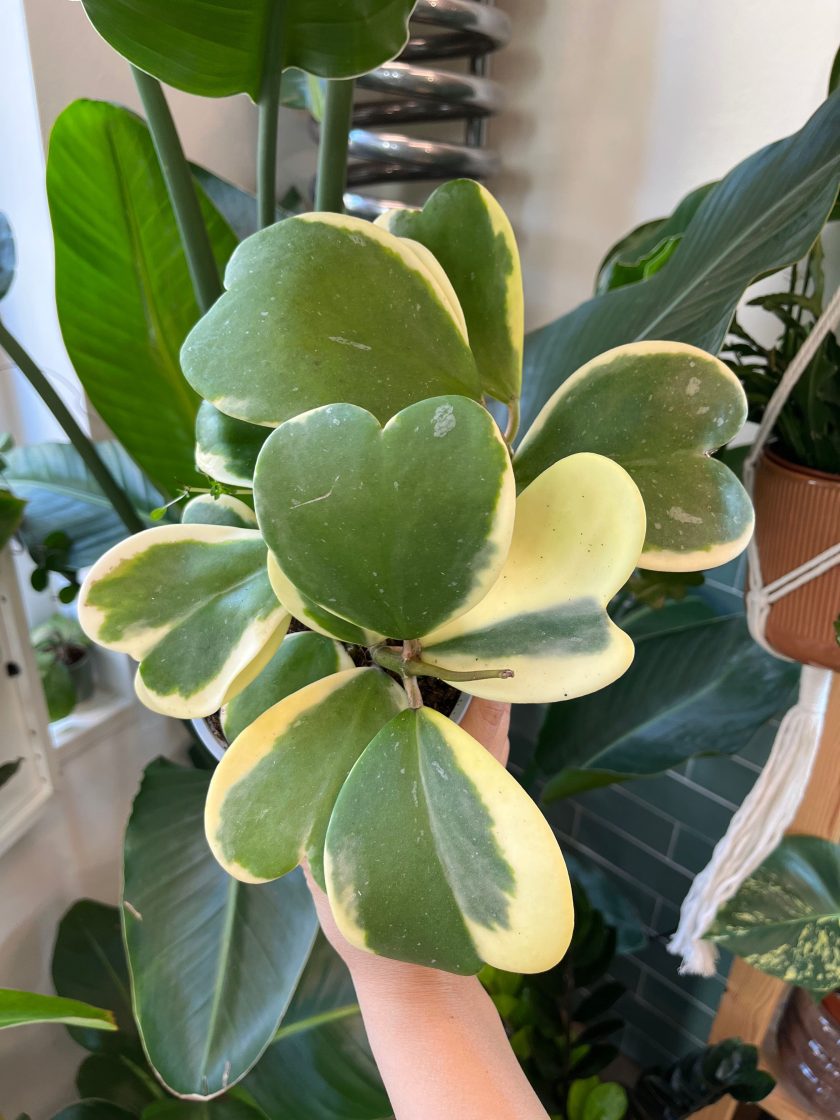 Hoya Kerrii Variegata