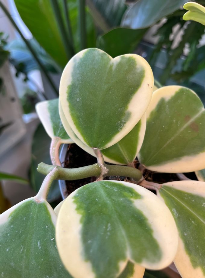 Hoya Kerrii Variegata