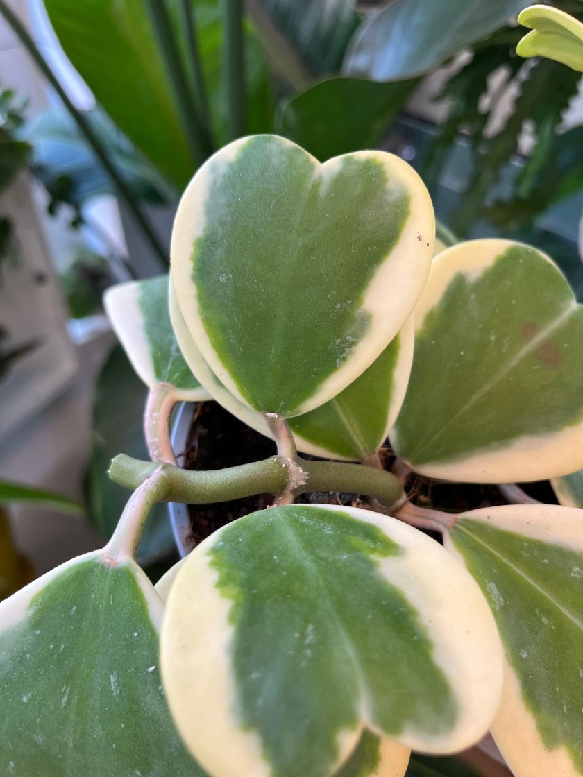 Hoya Kerrii Variegata