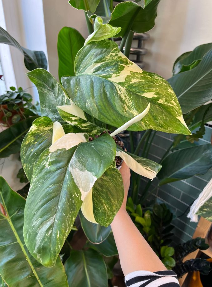 Monstera Lechleriana Variegata