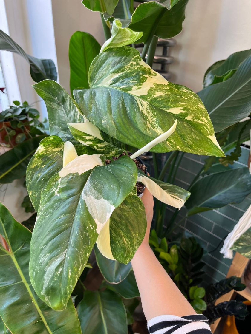 Monstera Lechleriana Variegata