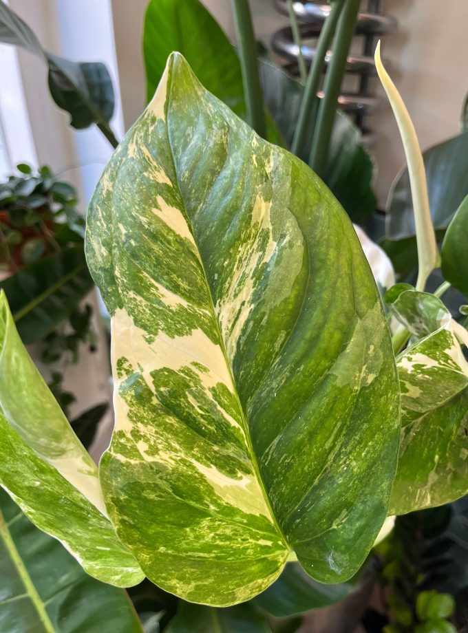 Monstera Lechleriana Variegata