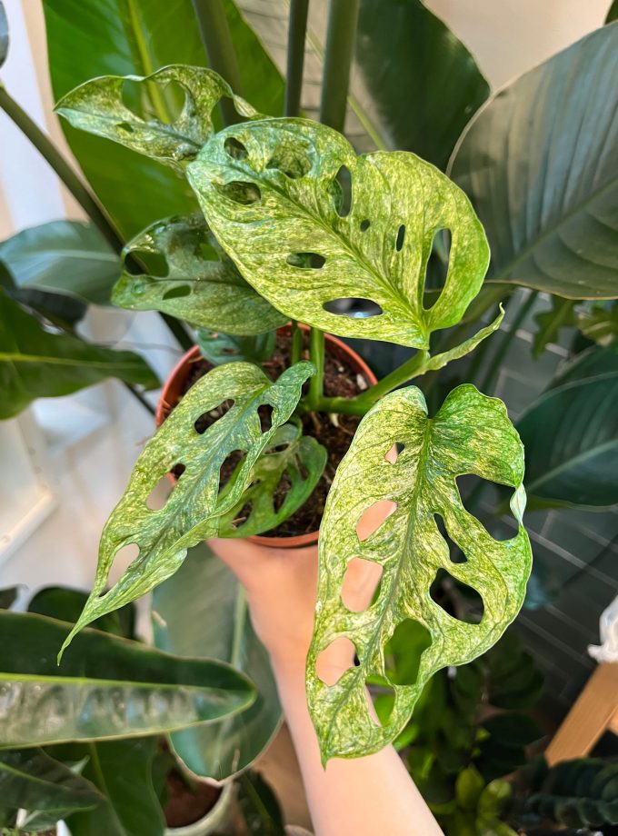 Monstera Adansonii Mint