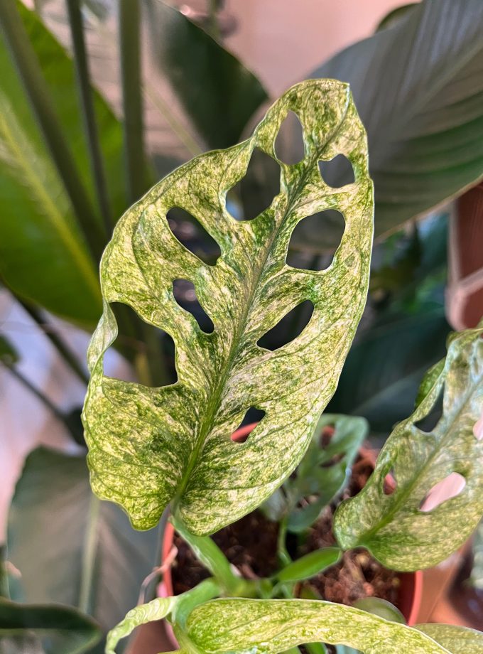Monstera Adansonii Mint