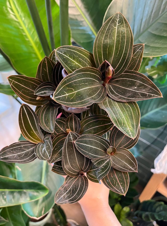 Ludisia Discolor