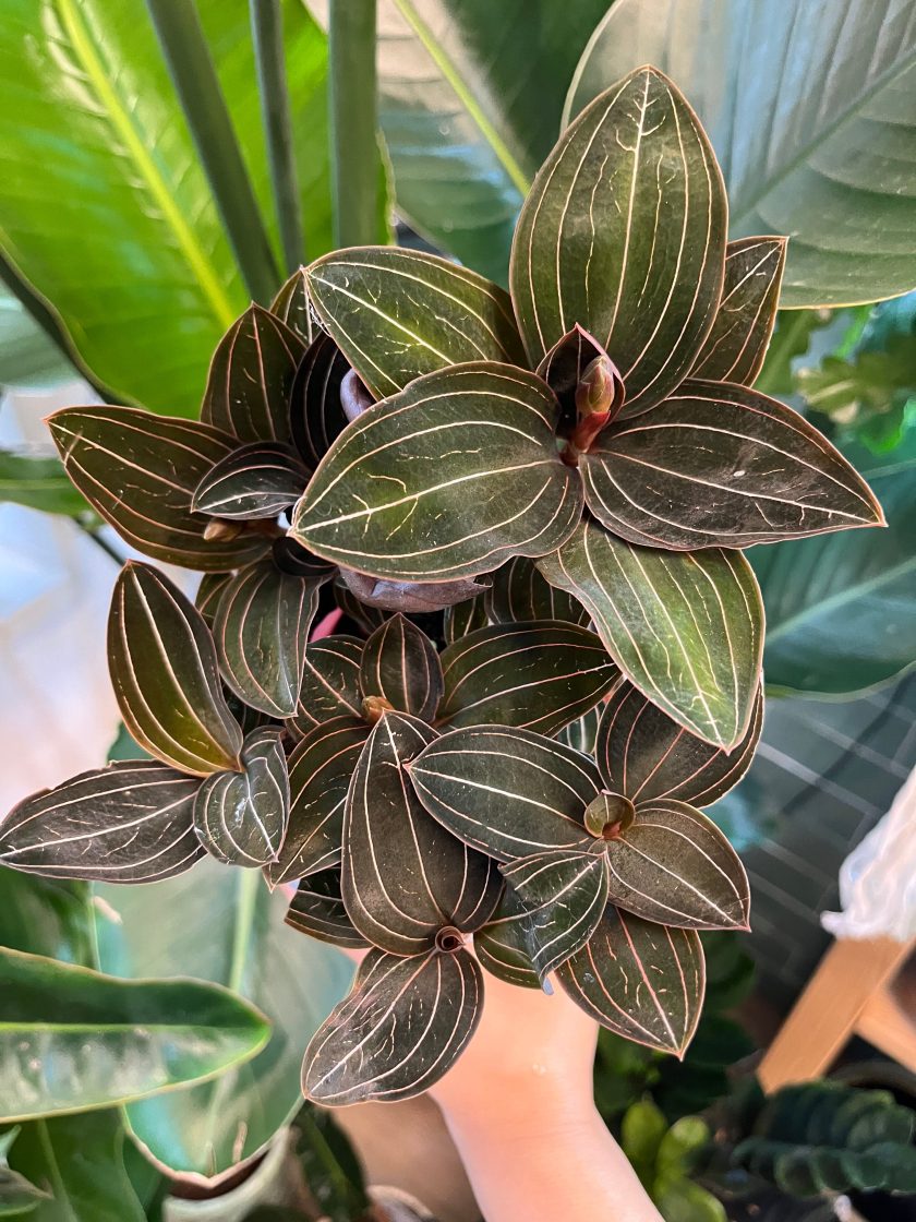 Ludisia Discolor