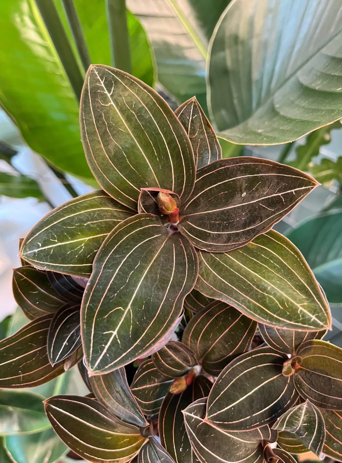 Ludisia Discolor