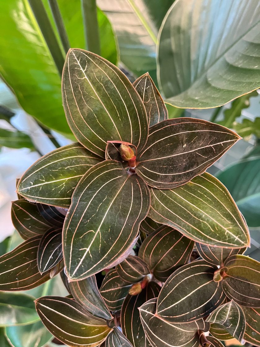 Ludisia Discolor