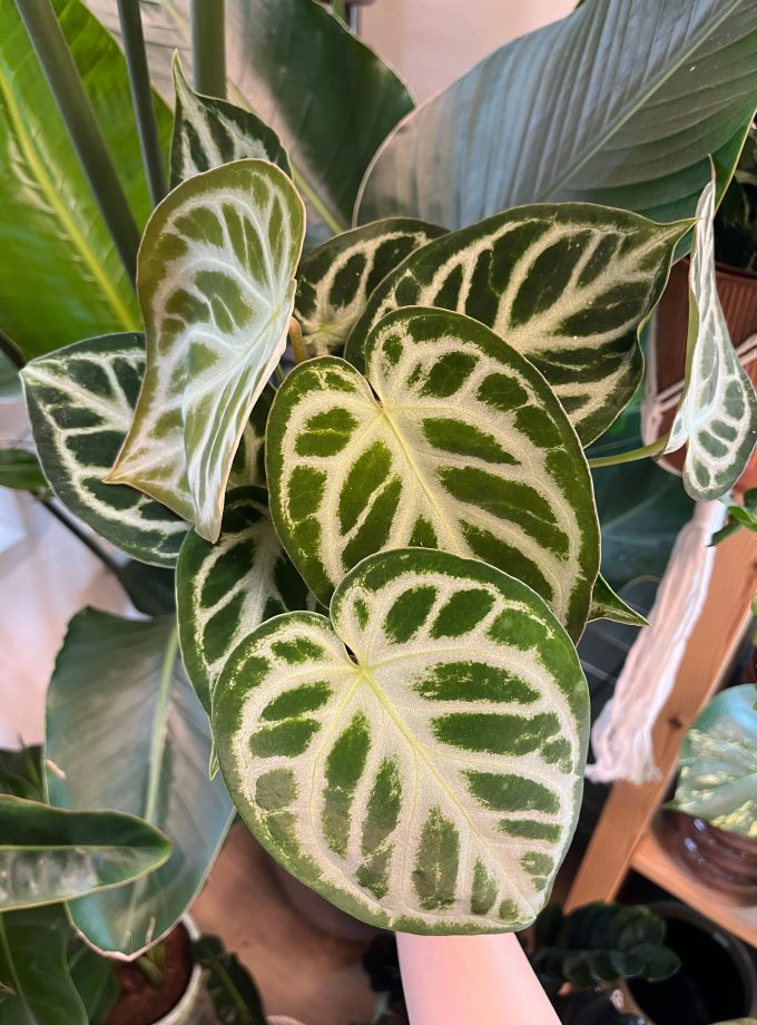 Anthurium Silver Blush