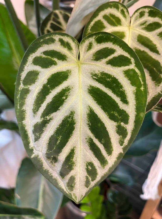 Anthurium Silver Blush