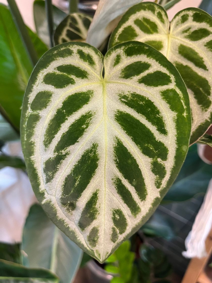 Anthurium Silver Blush