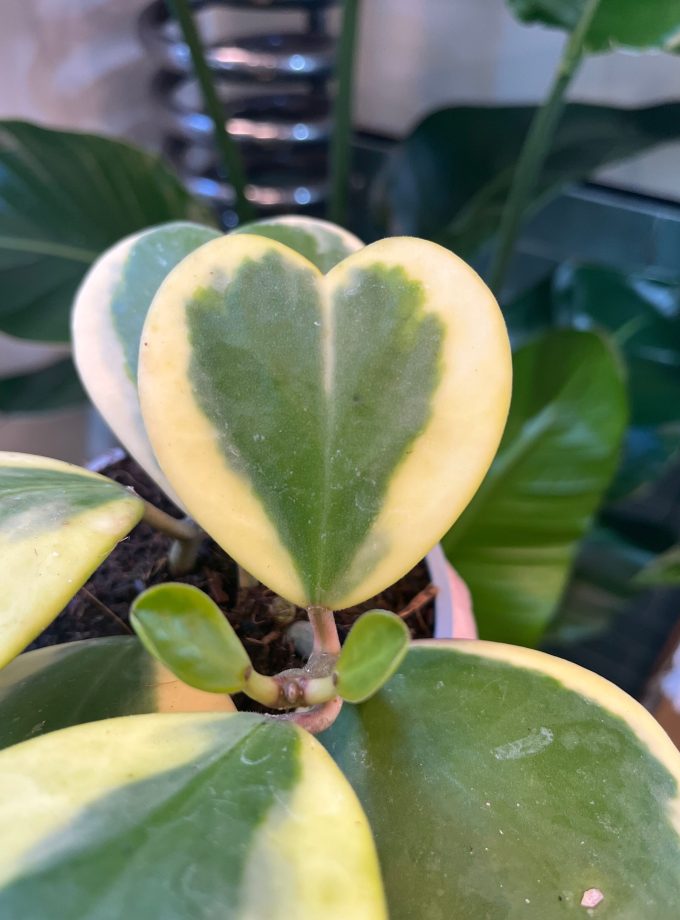 Hoya Kerrii Variegata