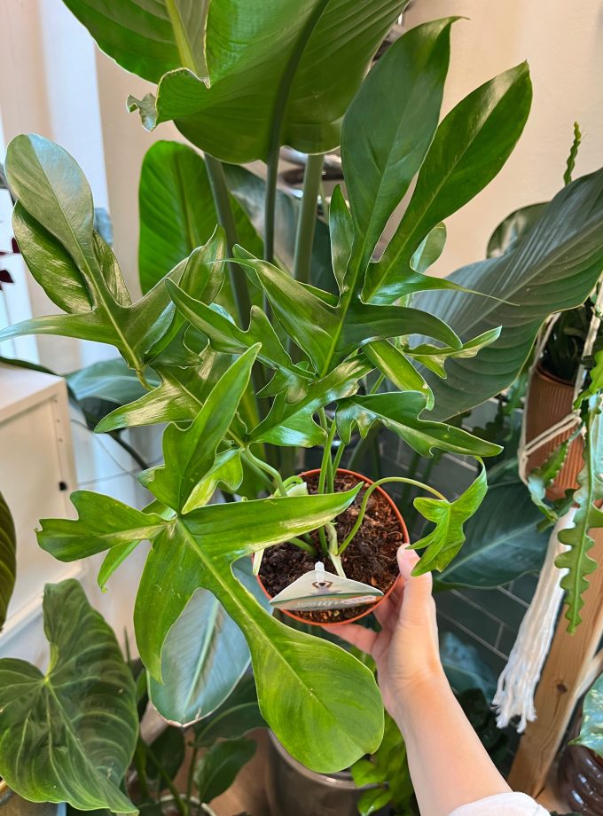 Philodendron Glad Hands