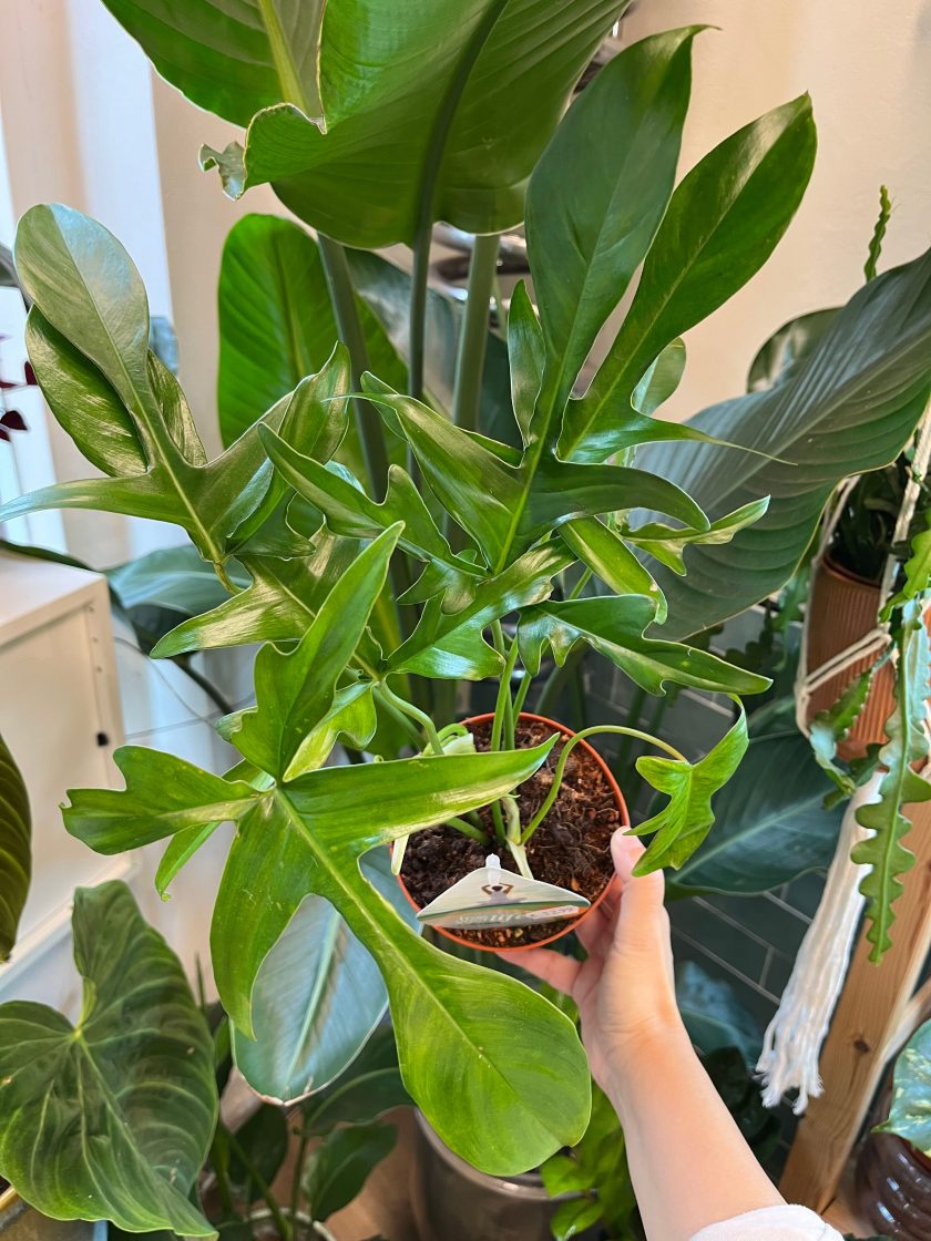 Philodendron Glad Hands