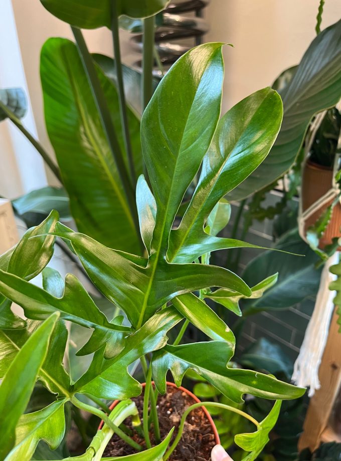 Philodendron Glad Hands
