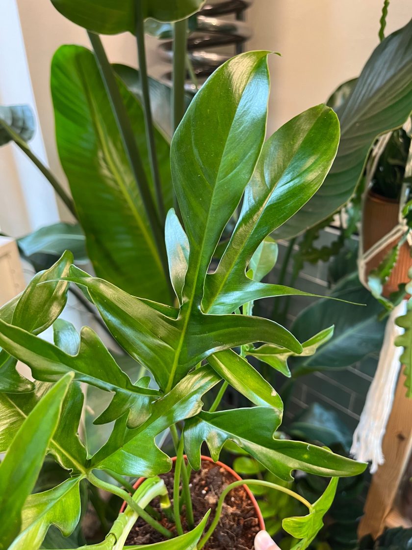 Philodendron Glad Hands