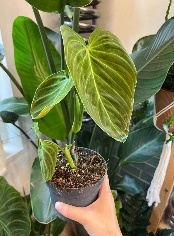 Philodendron Splendid