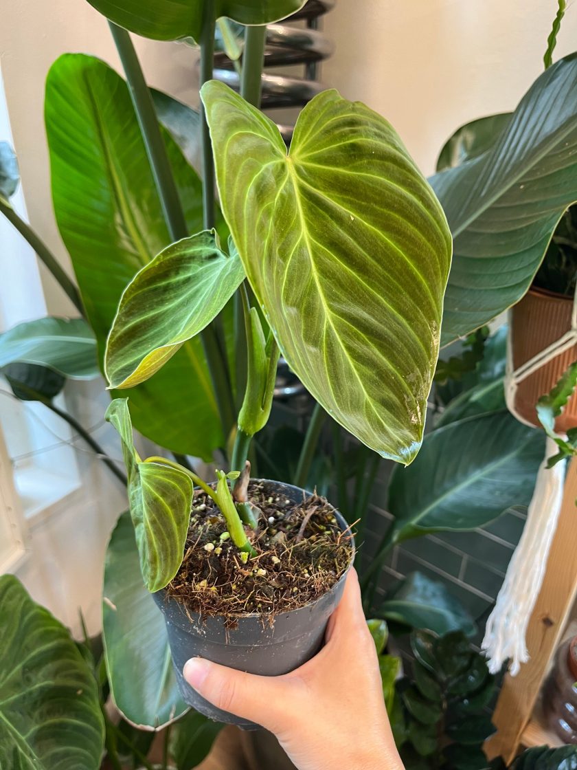 Philodendron Splendid