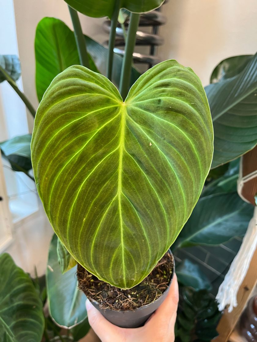 Philodendron Splendid
