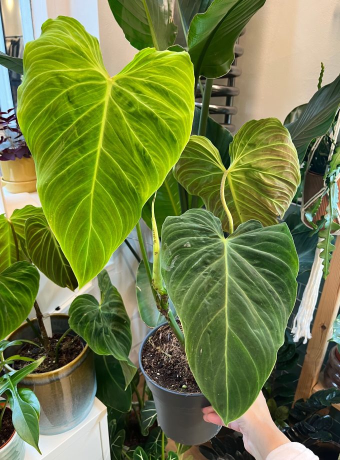 Philodendron Splendid