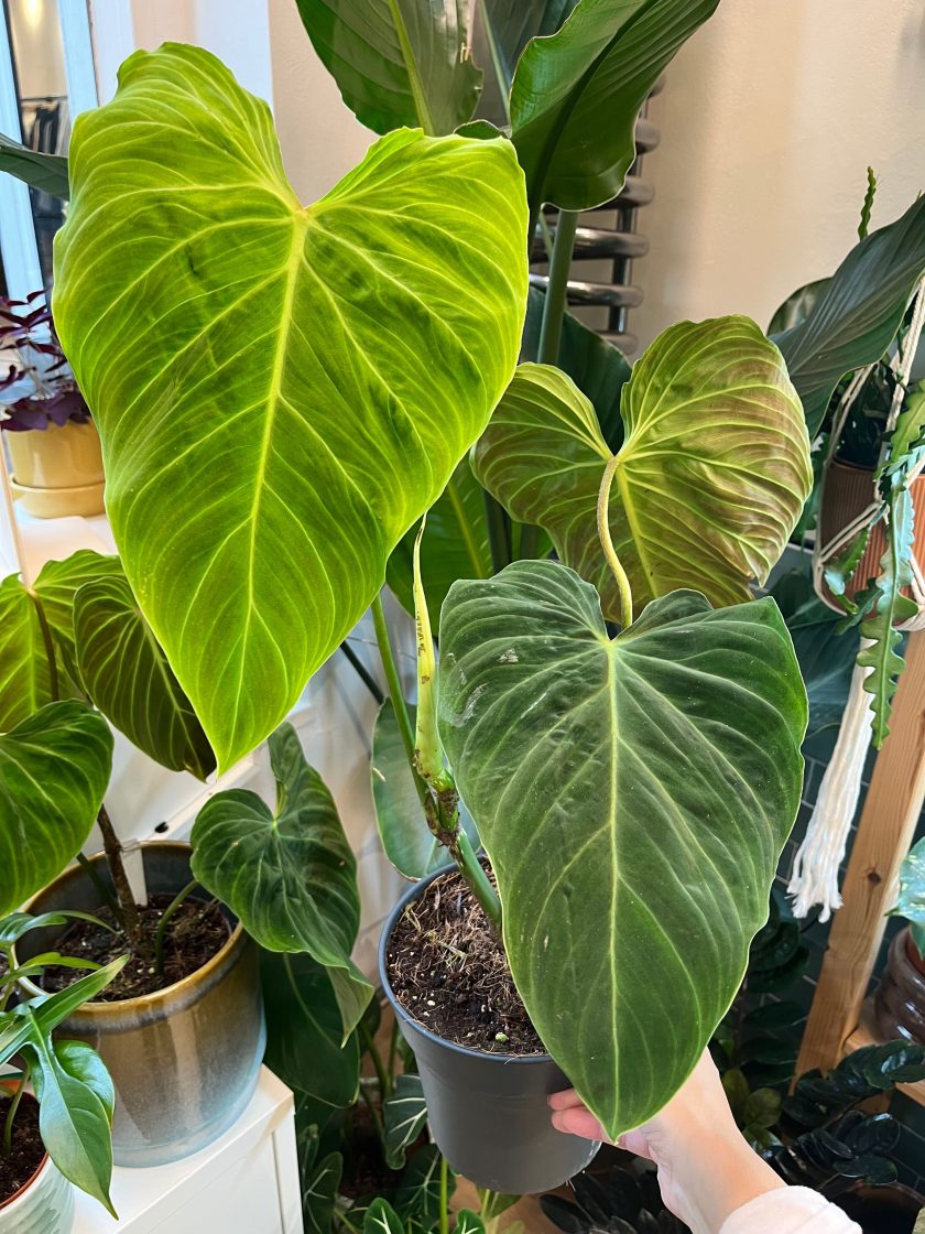 Philodendron Splendid
