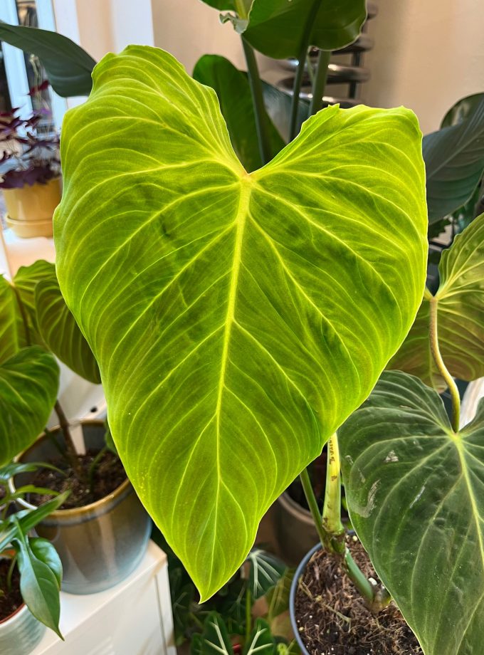 Philodendron Splendid