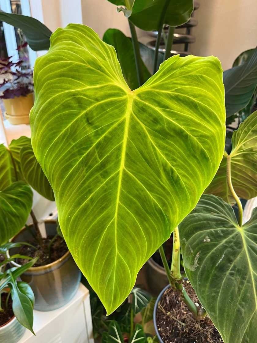 Philodendron Splendid