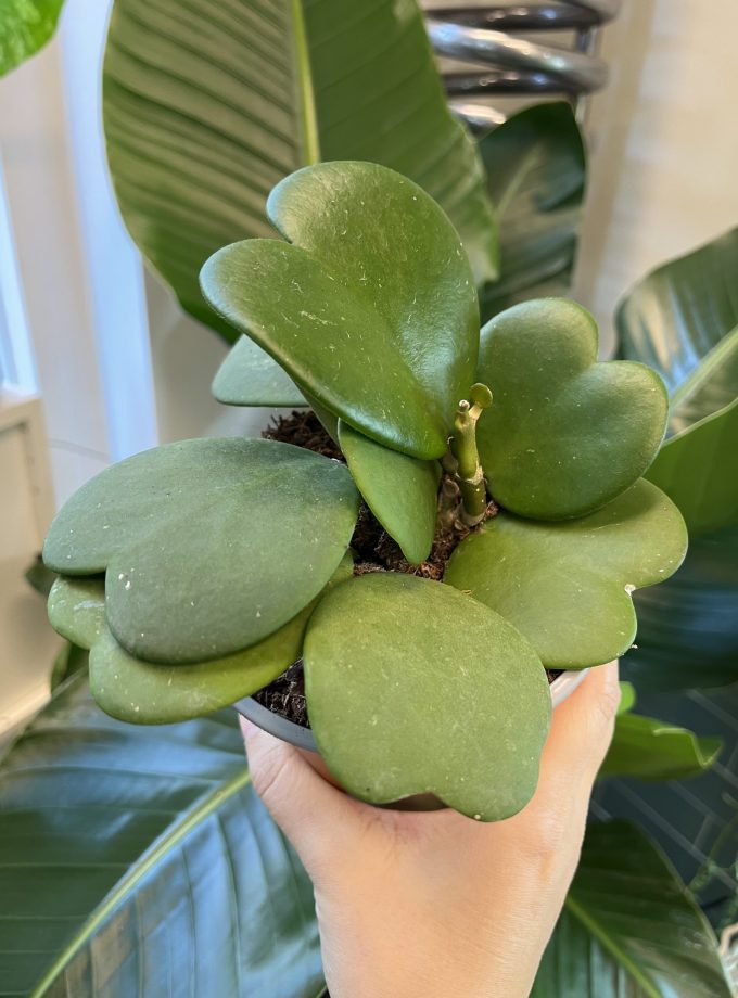 Hoya Kerrii