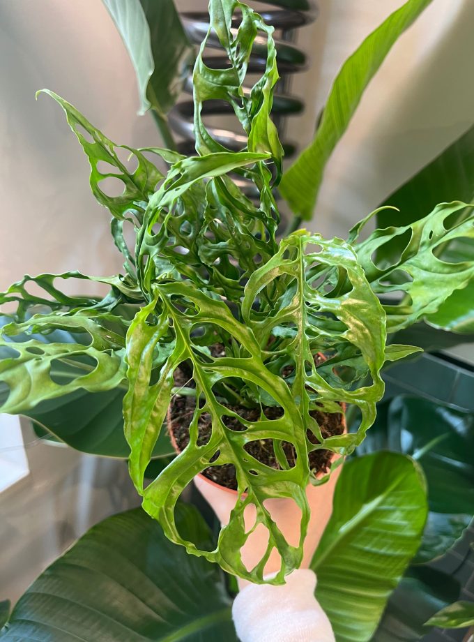 Monstera Obliqua Peru