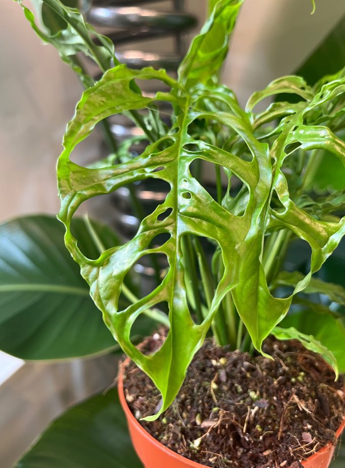 Monstera Obliqua Peru