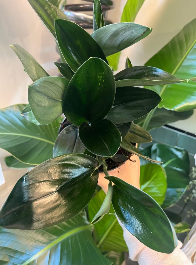 Scindapsus Treubii Dark Form