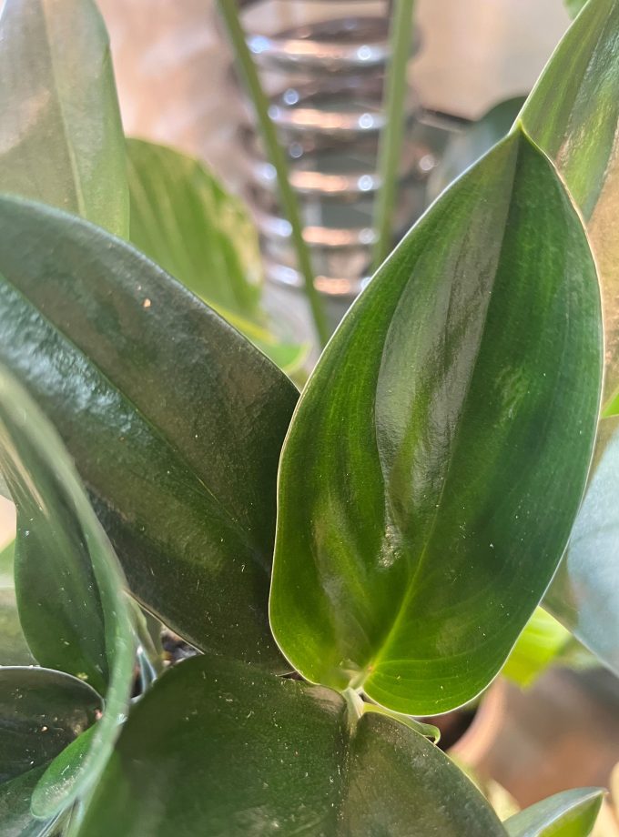 Scindapsus Treubii Dark Form