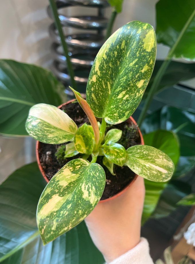 Philodendron Green Congo Variegata