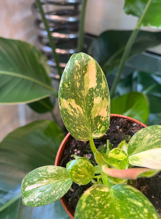 Philodendron Green Congo Variegata
