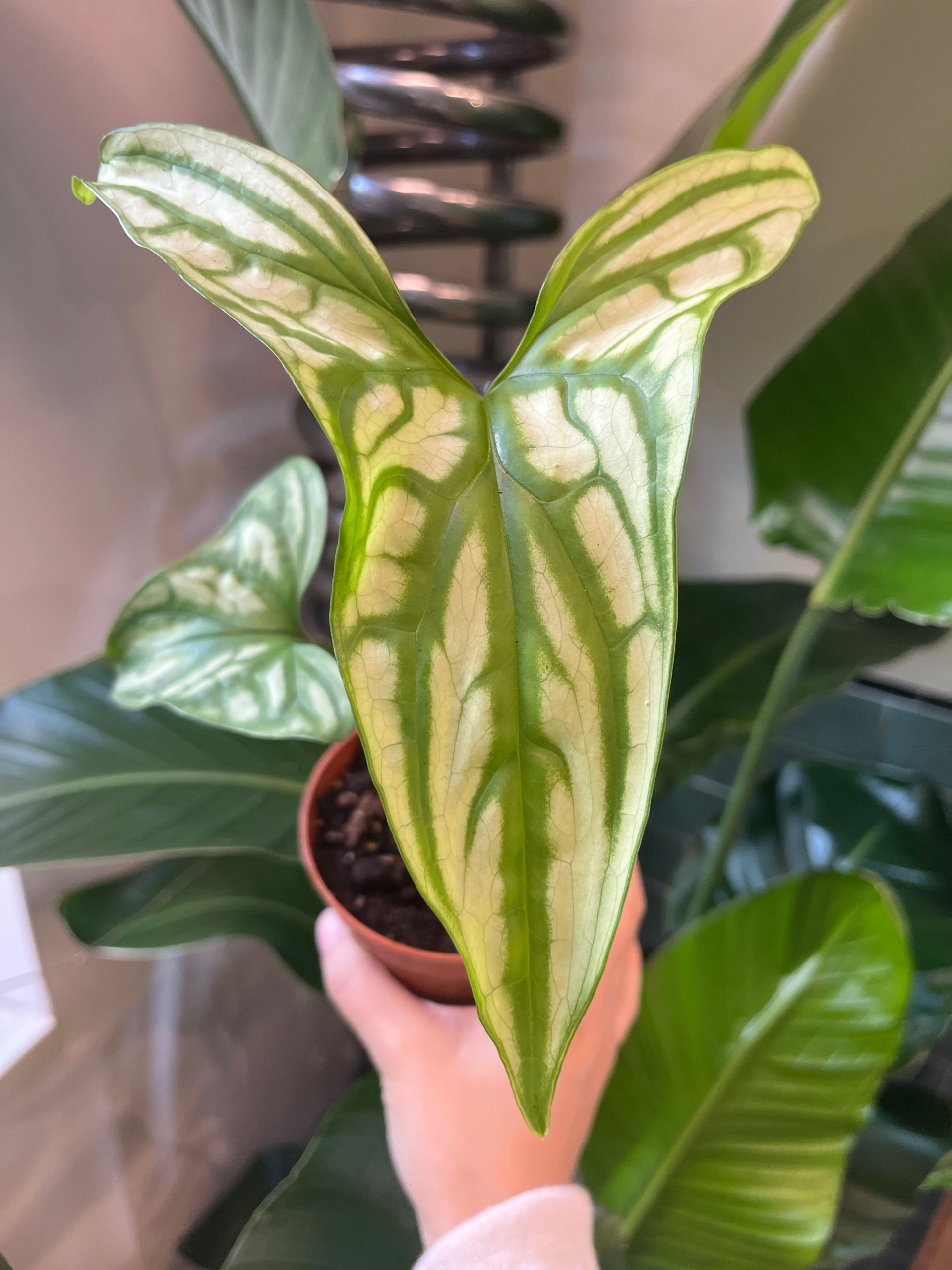 Cercestis Mirabilis Bladgoud