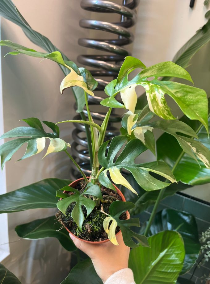 rhaphidophora tetrasperma variegata