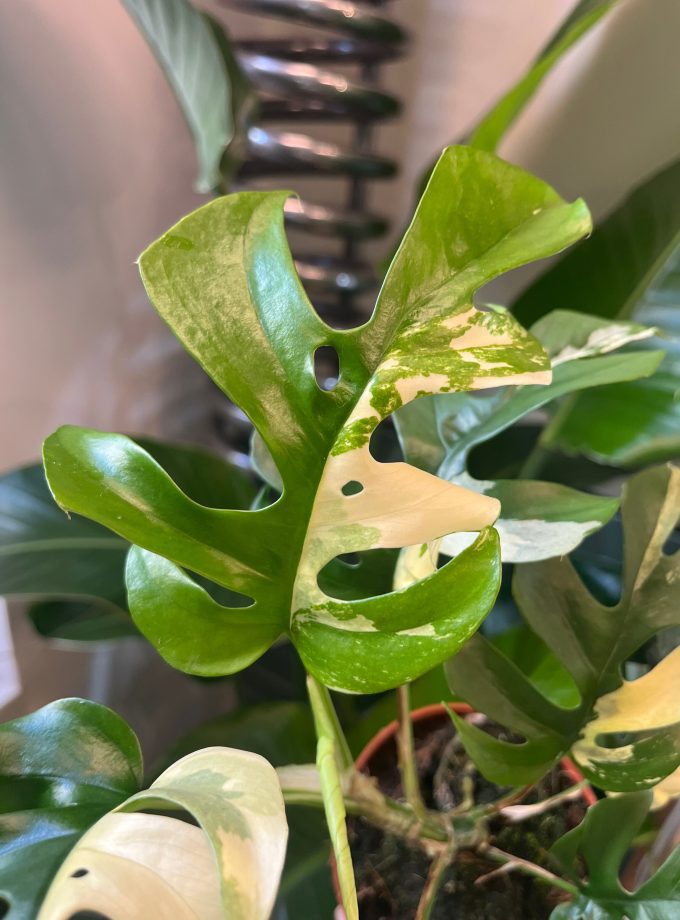 rhaphidophora tetrasperma variegata