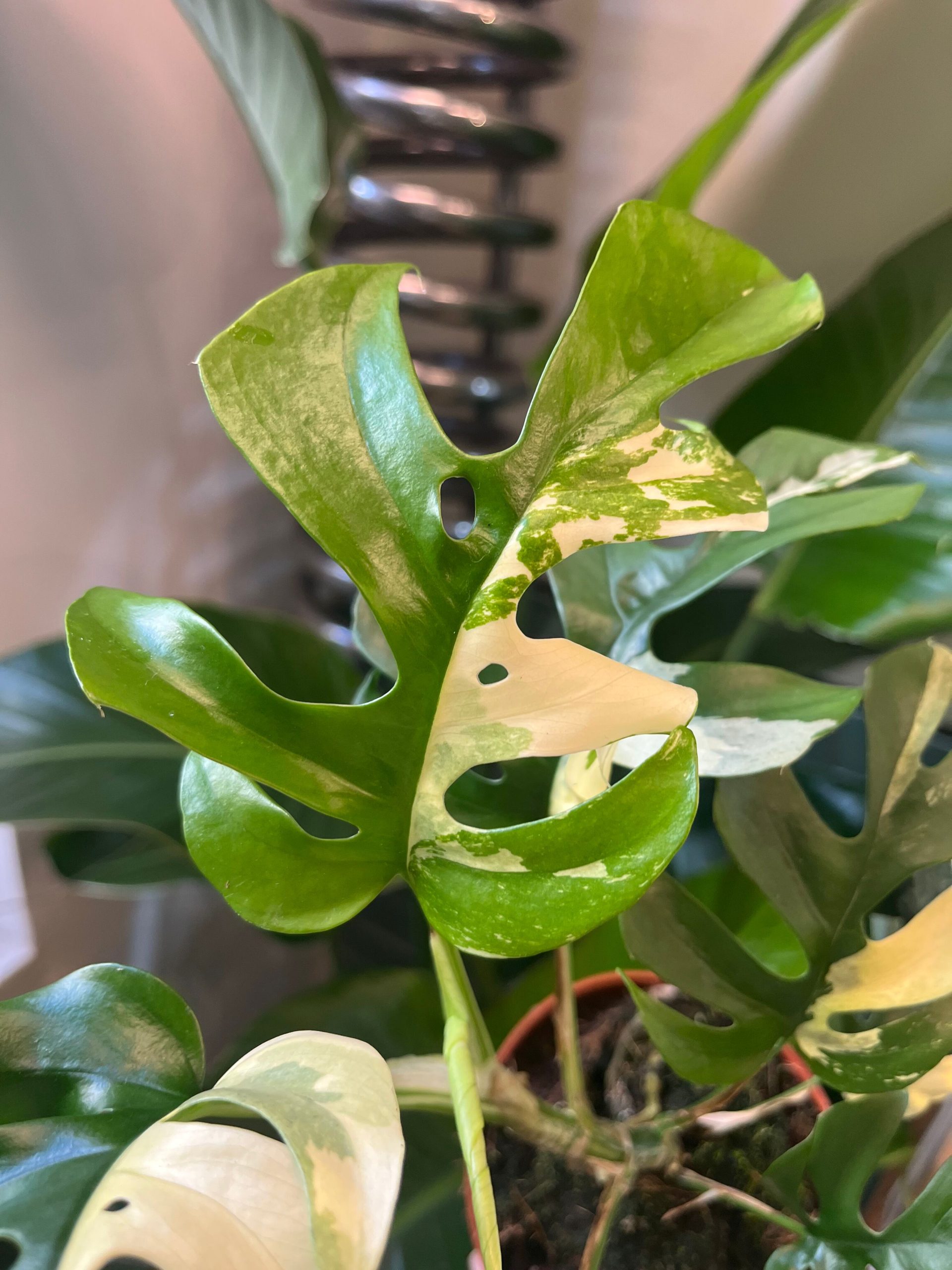 rhaphidophora tetrasperma variegata