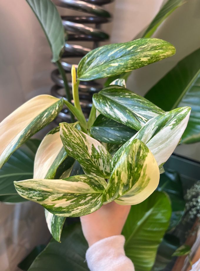 Monstera Standleyana Stardust